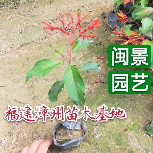 漳州银丝苿莉 希美丽 高15到25厘米福建漳州苗木基地