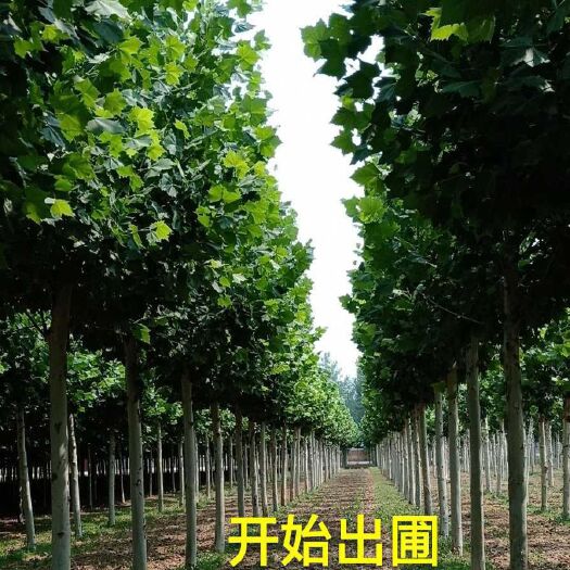 菏泽法桐 14-17公分3年冠 法国梧桐 自产自销农户基地直发