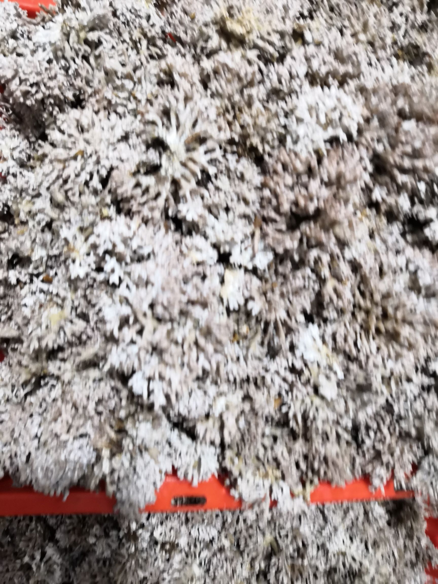 武夷山市珊瑚菌 鲜货 野生
