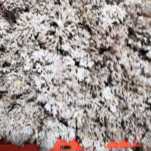 珊瑚菌 鲜货 野生
