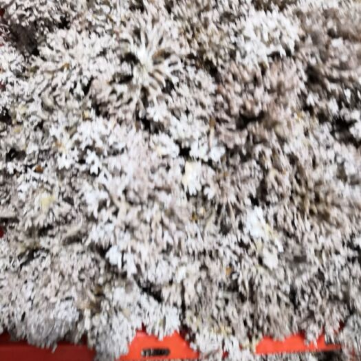 武夷山市珊瑚菌 鲜货 野生