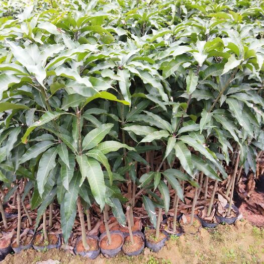 灵山县 台农芒果苗，五月份成熟特别清甜可口，个子特别小的小芒果