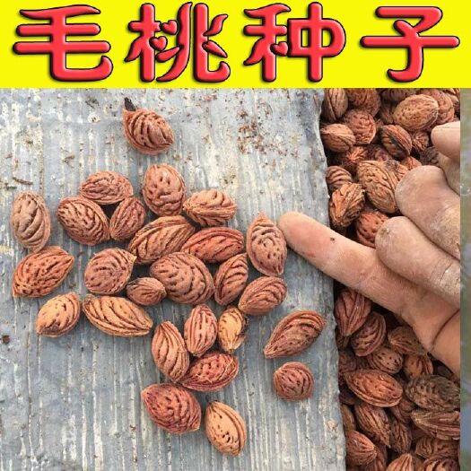阳朔县毛桃种子桃树种子桃子种子