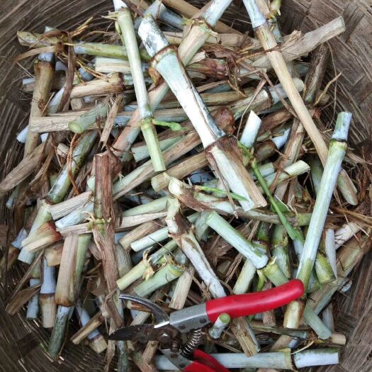 河池巨菌草种苗 出售巨菌草，红象草，甜象草，桂牧草，皇竹草等种苗