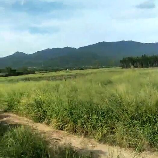 东方市沙地 土地出租