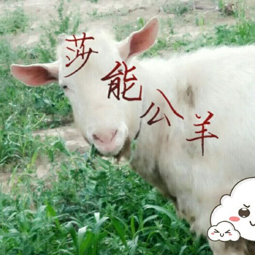 咸阳 莎能奶山羊
