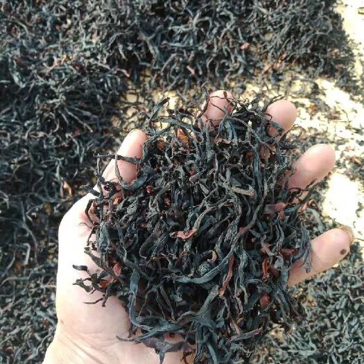 云县 野生红茶