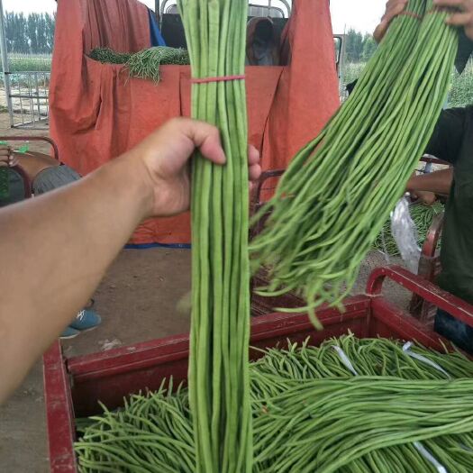 绿翡翠长豆角  刚刚上市供应，量大，质量一流，欢迎新老顾客前