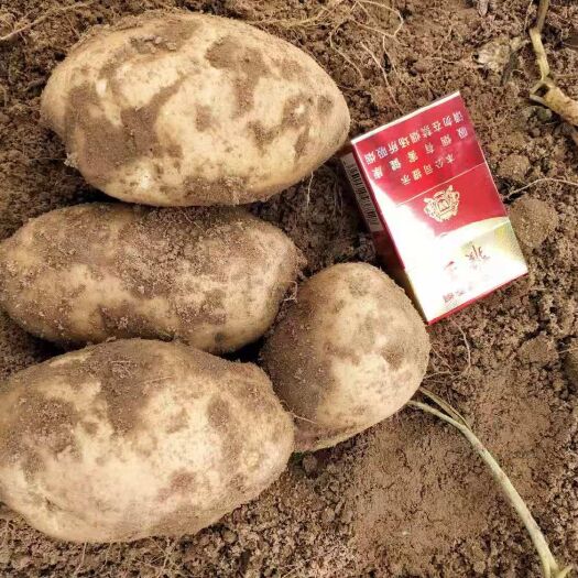定边县 土豆大量上市