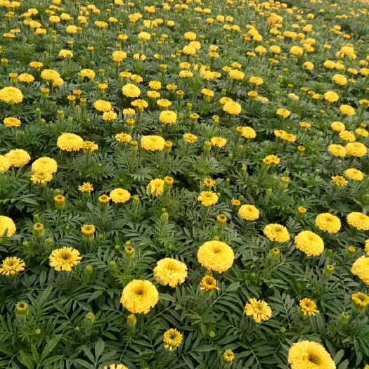 青州市万寿菊苗 万寿菊