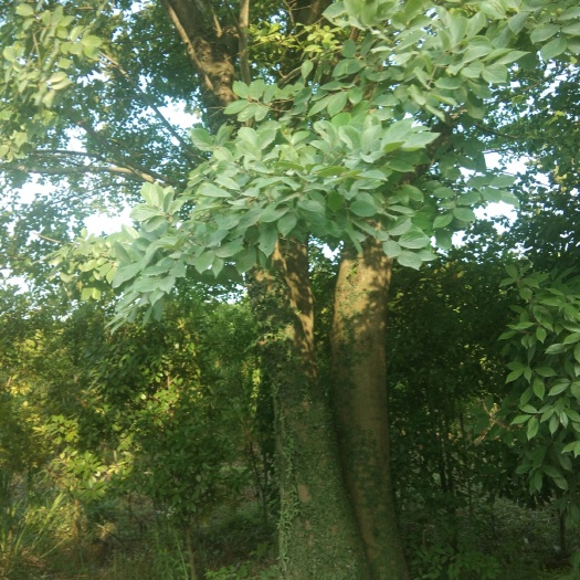 九江 朴树，从生朴树移植朴树