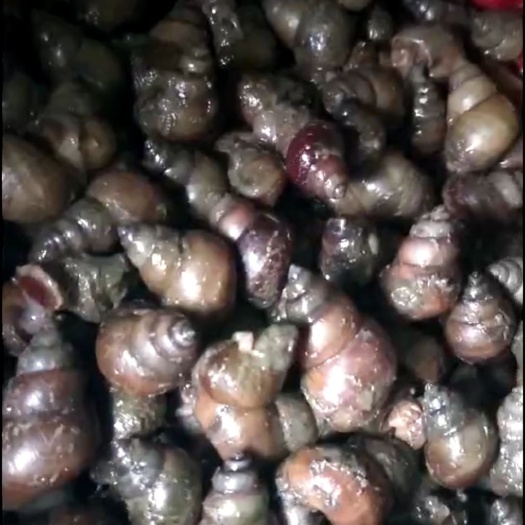 天津螺蛳 鲜活的大螺丝，有需要的联系。