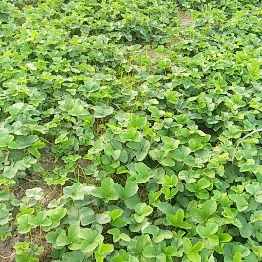 徐州宁玉草莓苗 10~20公分 地栽苗