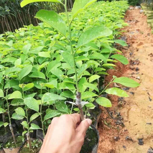 灵山县 释迦果苗