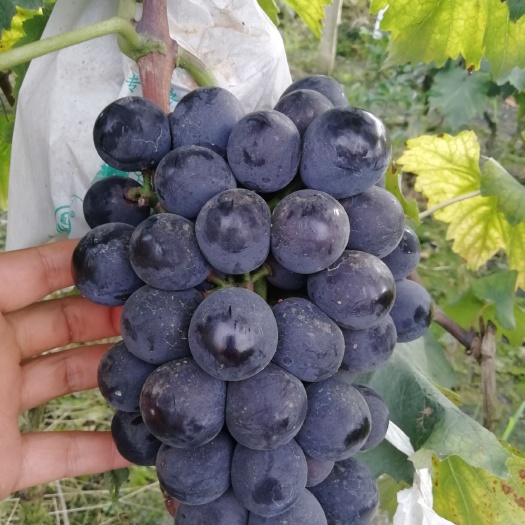 眉山 巨峰夏黑葡萄七八两起物美价廉