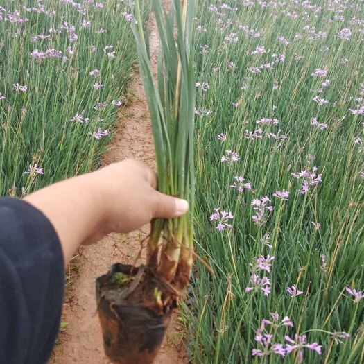 宜良县紫娇花