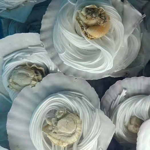 济南 粉丝扇贝