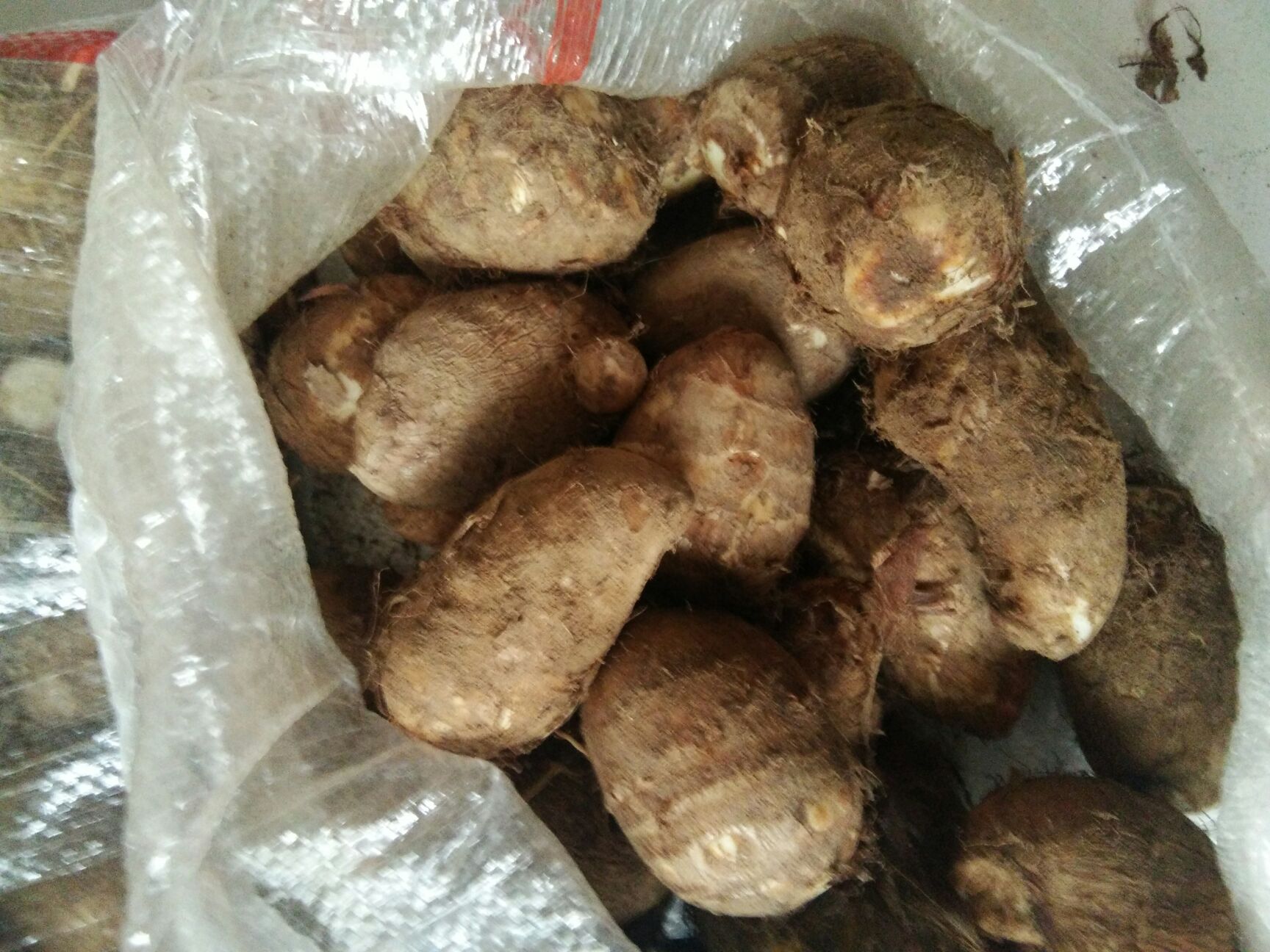  山东毛芋头8520芋头大量供应