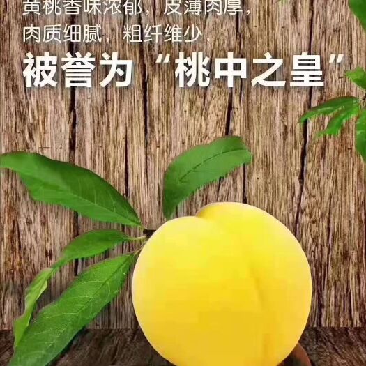 炎陵县炎陵黄桃 55mm以上 3 - 4两