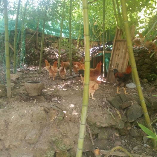 衢州 正宗仙居土鸡
