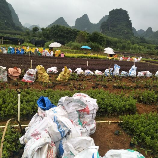 阳朔县 红继木，毛杜鹃，金叶女贞，小杯苗