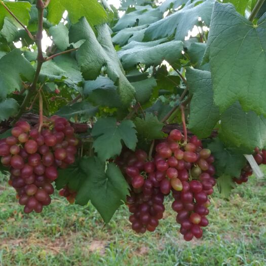 大荔县黑芭拉多葡萄 0.6-0.8斤 5%以下 1次果