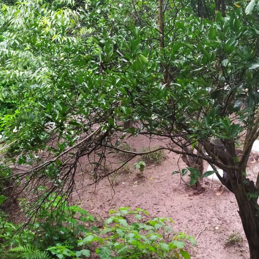 重庆市 没喂过饲料，农村养的老鹅就10只，重庆地区的可以过来看