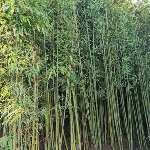 灌云县方竹苗  竹苗源头直销