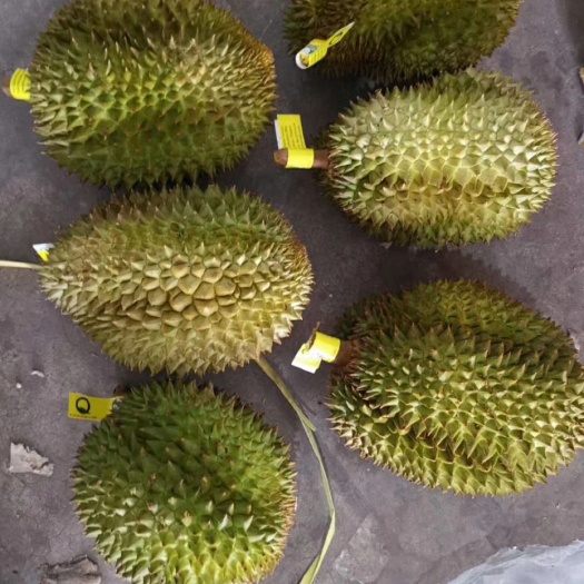 广州 泰国榴莲，目前品质好，口感香甜糯！价格低