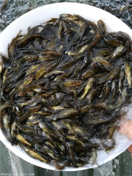  全雄性黄骨颡鱼苗杂交黄骨鱼苗