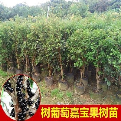 灵山县 嘉宝果树葡萄树苗四季早生嘉宝果树苗沙巴嘉宝果树苗四季开花结