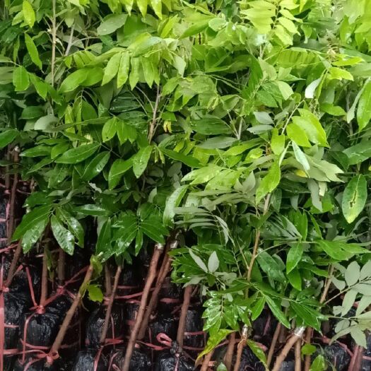 灵山县四季蜜龙眼苗   四季龙眼苗，四季开花结果特别好吃一种龙眼