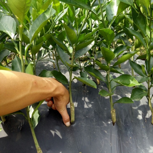重庆市塔罗科血橙苗  重庆市北碚区凯跃苗木种植合作社