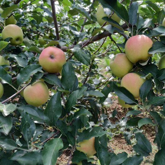 大荔县嘎啦苹果 65mm以上 片红 光果