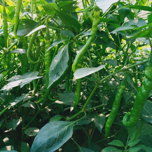 夏邑县 线辣椒马上，上市，请前来收购