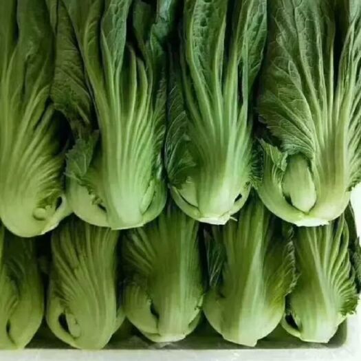嵩明县包心芥菜 常年供应 这边装上车的价袋装 包含（菜价 工钱 包装）