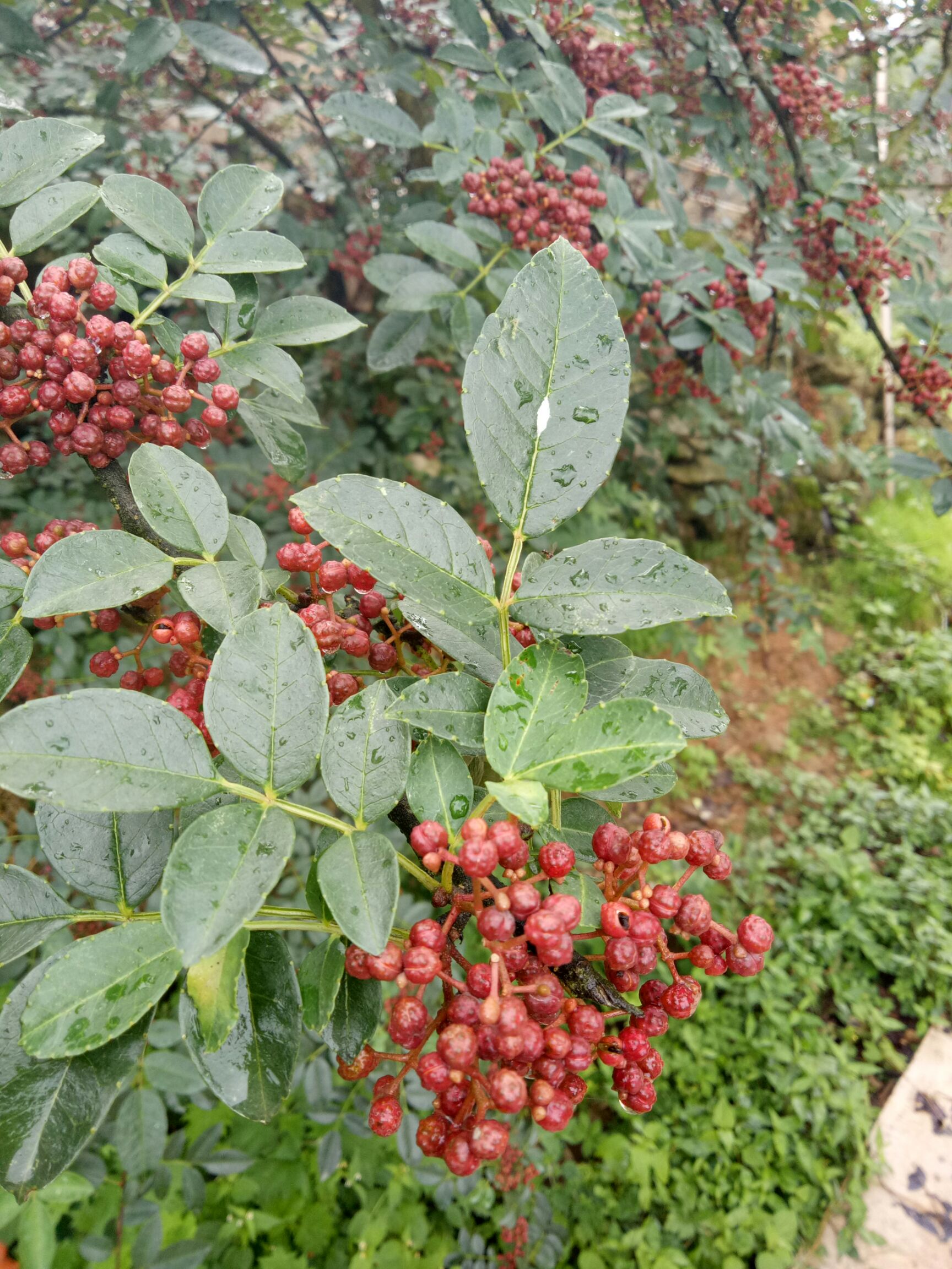 麻椒 特级 鲜花椒