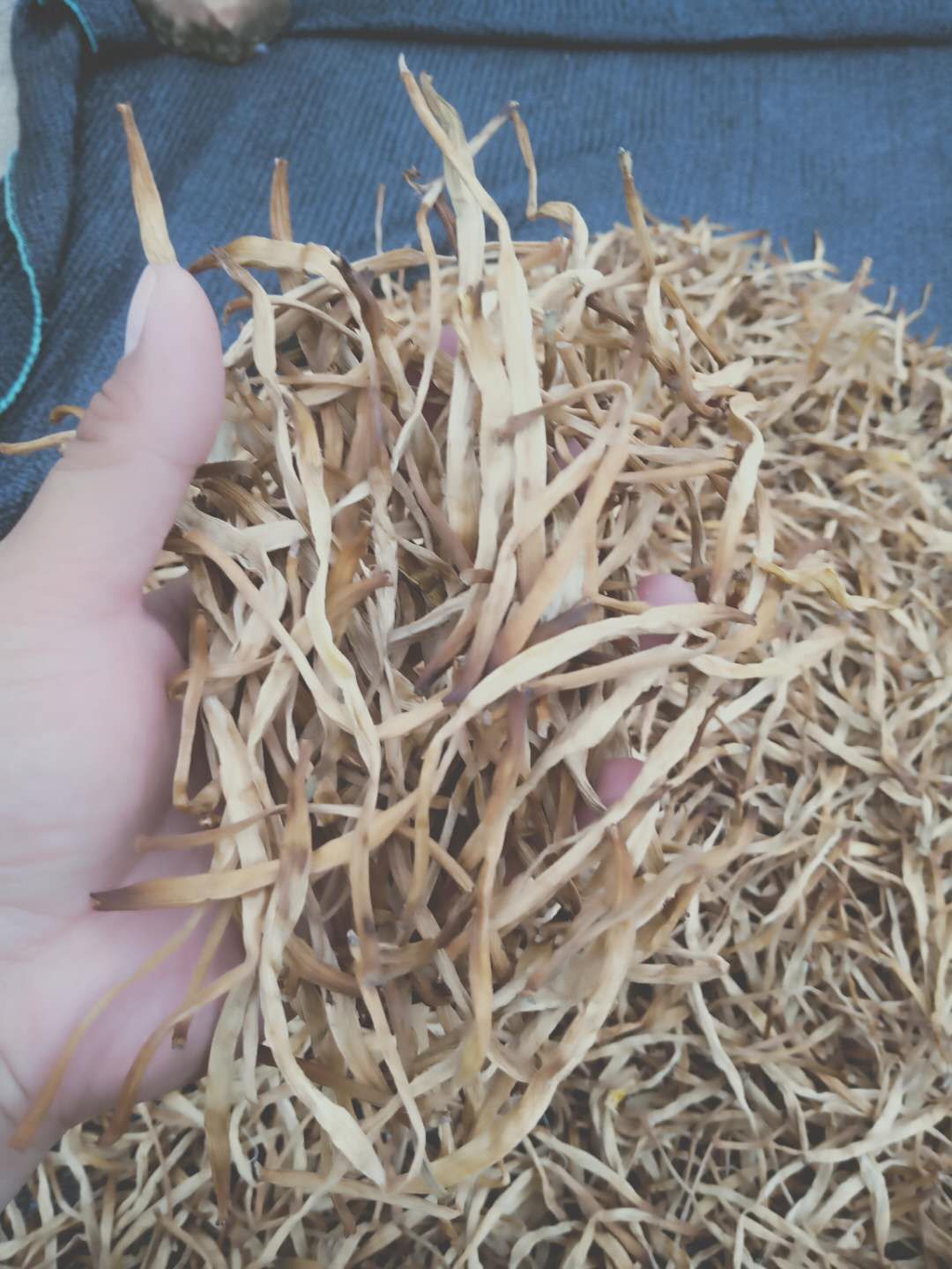 祁东黄花菜  祁东一级无硫干黄花菜常年又货