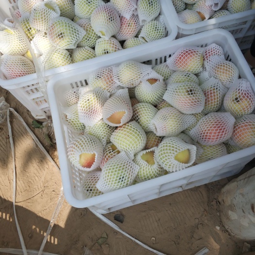 冠县 山东嘎啦苹果