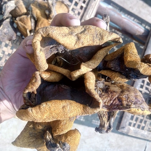 喀左縣松樹菌 純野生東北松樹蘑大量現(xiàn)貨歡迎各位老板前來洽談