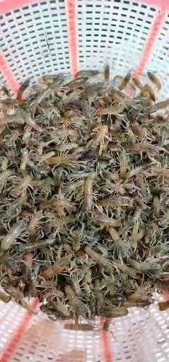  澳洲龙虾苗