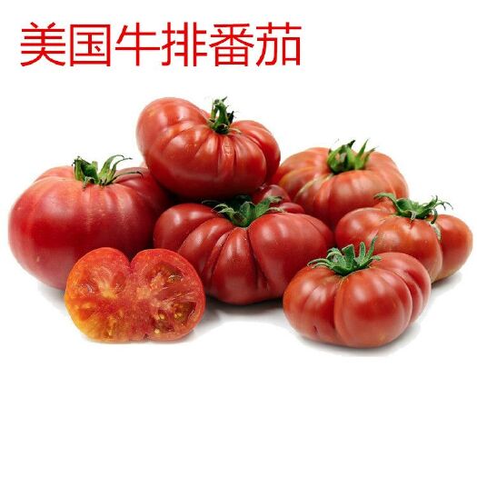 粉果番茄种子 古老番茄 中国红番茄种子 大粉西红柿 番茄种籽 四季 大番茄