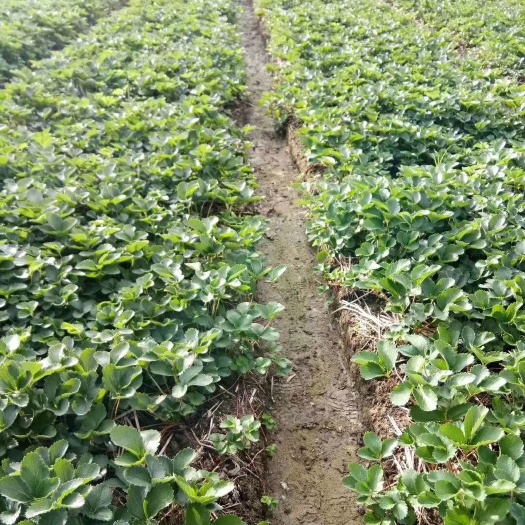 自家优质红颜草莓苗，提供技术指导，欢迎新老客户实地考察