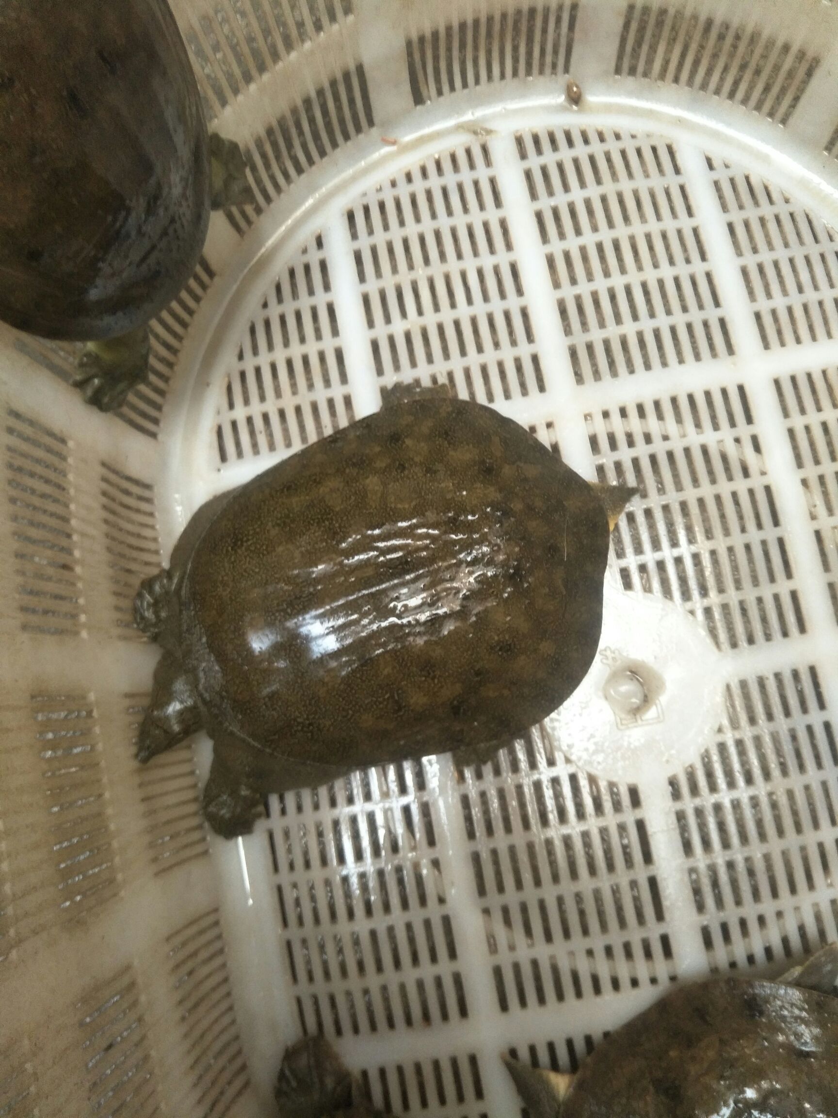  纯甲鱼，假一培十。