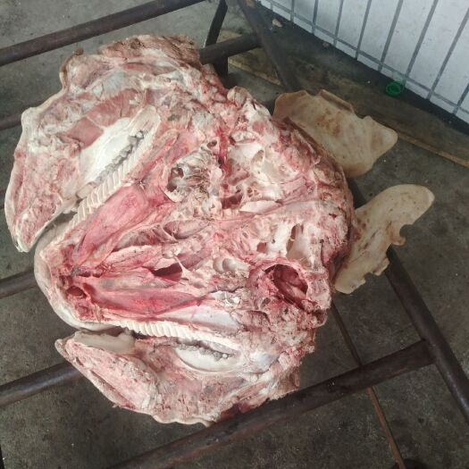 新乐市猪头皮 黑母猪猪头
