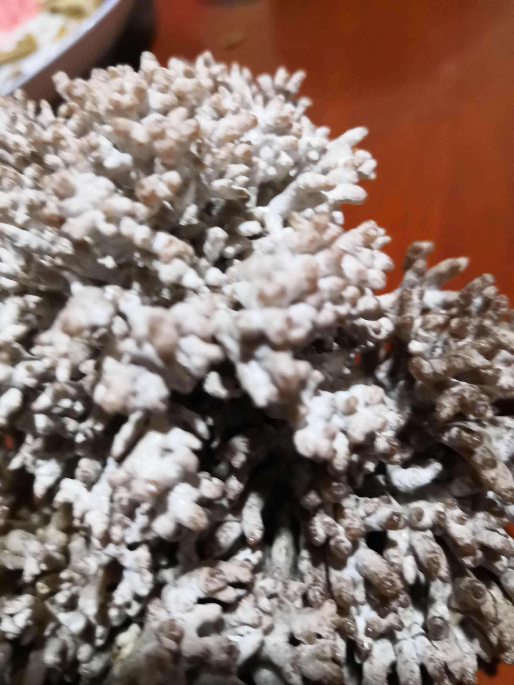 珊瑚菌 鮮貨 野生
