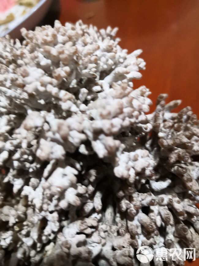 珊瑚菌 鲜货 野生