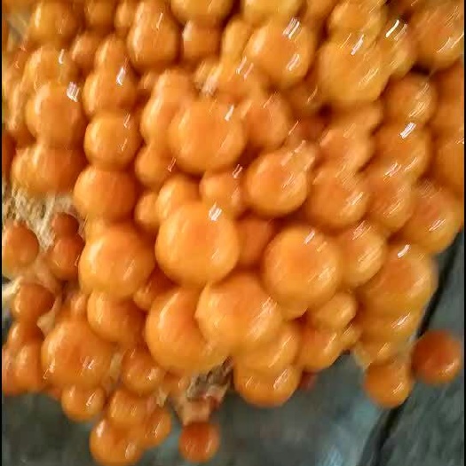 绥棱县滑子菇 人工种植 鲜货