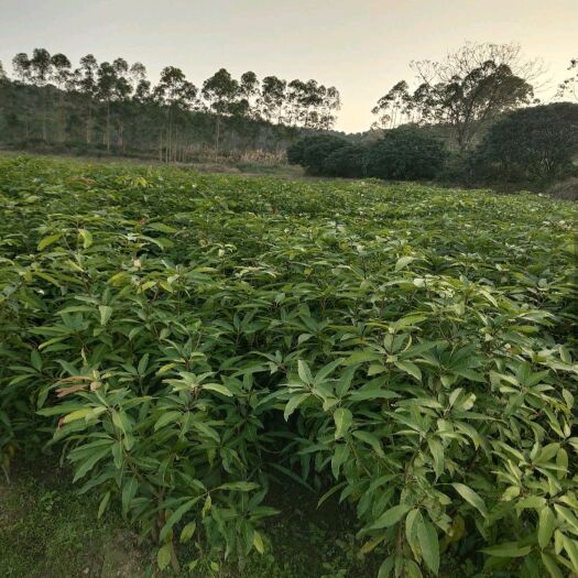 灵山县芒果苗  实生苗，有地径1到3公分大，量大价优！可整棵包塑料膜保水包装