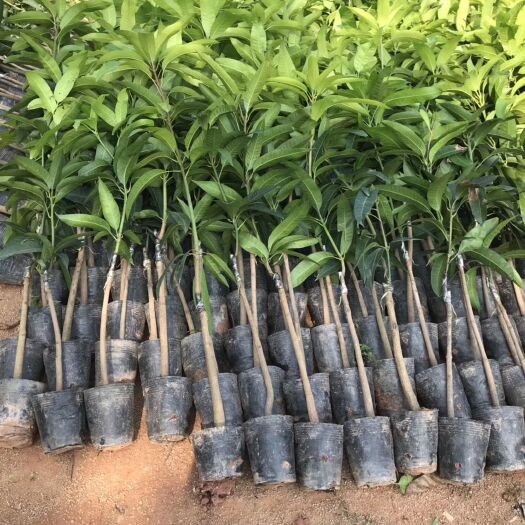 灵山县 金煌芒果苗，重量可以达到四单斤